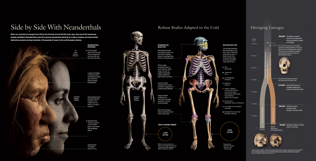 13-neanderthalgraphic.jpg