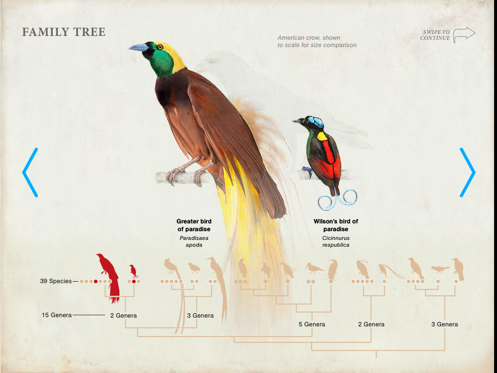 The Quest To Find All Birds Of Paradise NATIONAL INFOGRAPHIC 