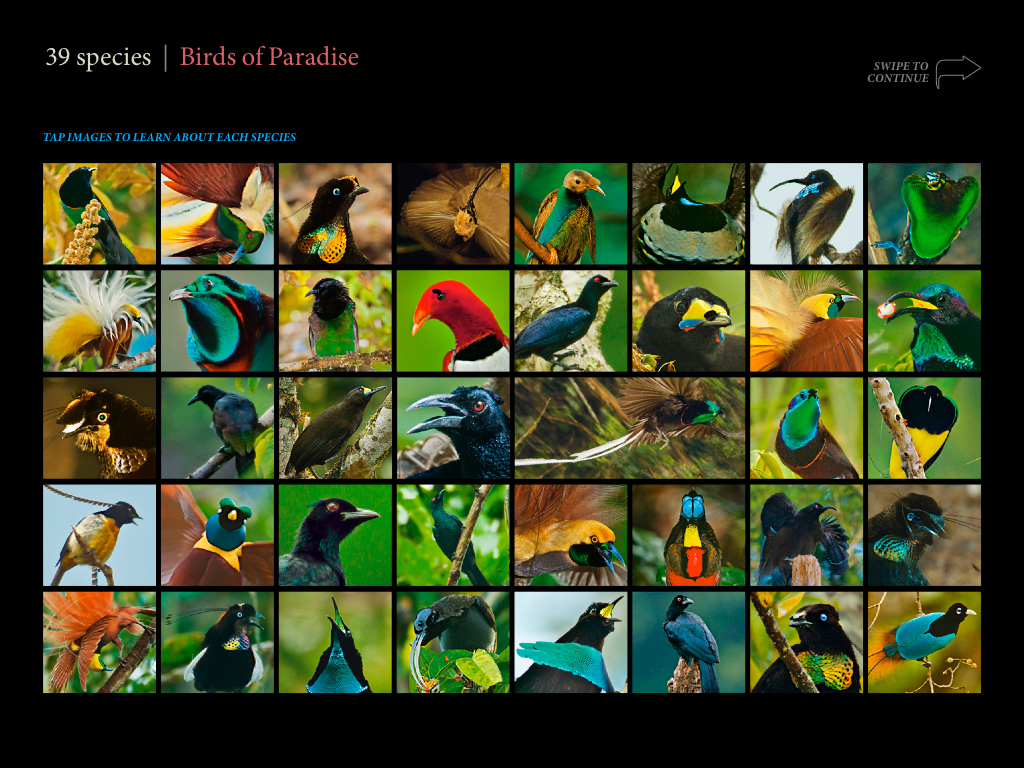 Bird of paradise Wikipedia. 